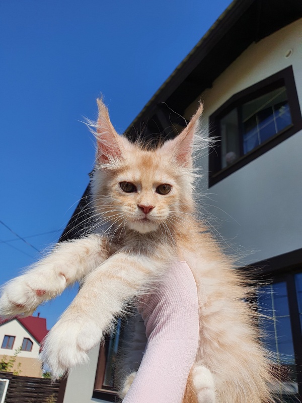 Saigon Akbars - Kitten maine-coon 2 months 0.5 weeks