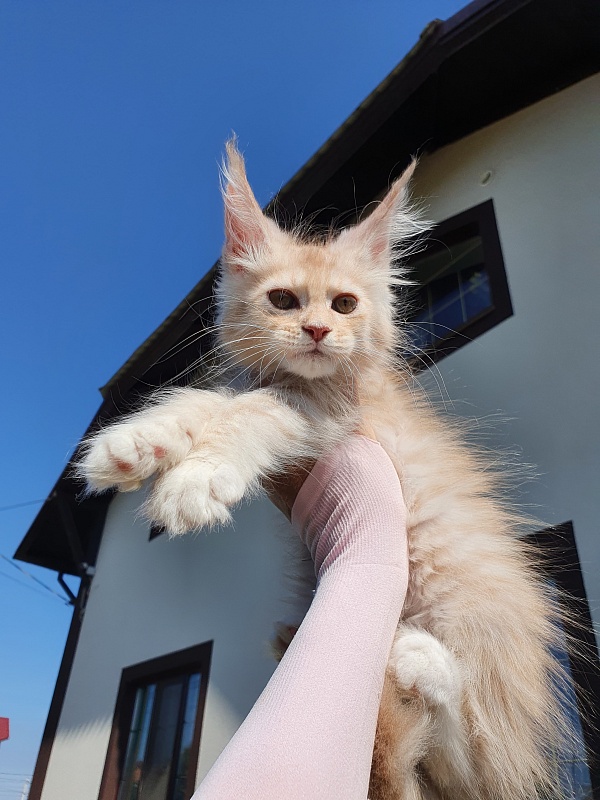 Saigon Akbars - Kitten maine-coon 2 months 0.5 weeks