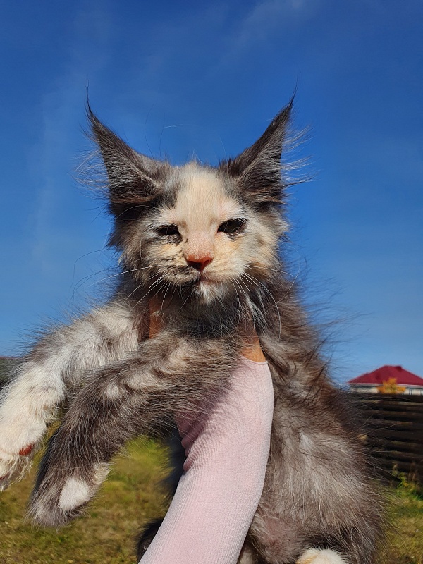 S*Rose Akbars - Kitten maine-coon 2 months 0.5 weeks