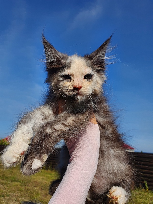S*Rose Akbars - Kitten maine-coon 2 months 0.5 weeks