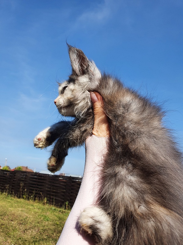 S*Rose Akbars - Kitten maine-coon 2 months 0.5 weeks