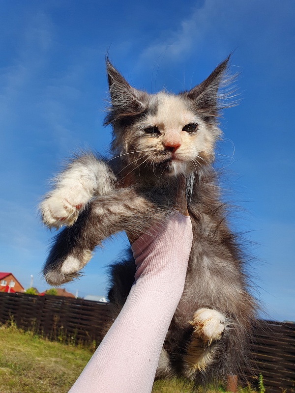 S*Rose Akbars - Kitten maine-coon 2 months 0.5 weeks