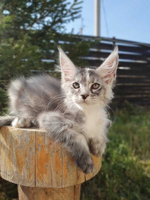 S*Romana Akbars - Kitten maine-coon 2 months 0.5 weeks