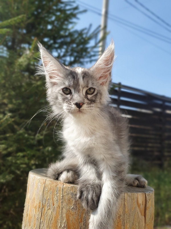 S*Romana Akbars - Kitten maine-coon 2 months 0.5 weeks