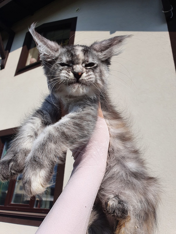 S*Romana Akbars - Kitten maine-coon 2 months 0.5 weeks