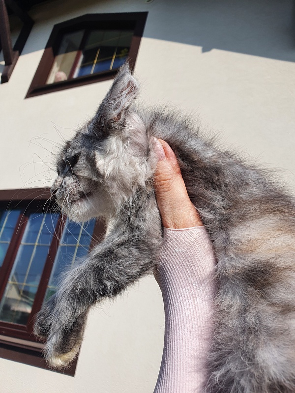 S*Romana Akbars - Kitten maine-coon 2 months 0.5 weeks
