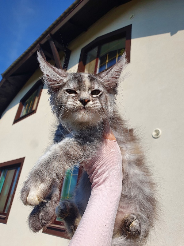 S*Romana Akbars - Kitten maine-coon 2 months 0.5 weeks