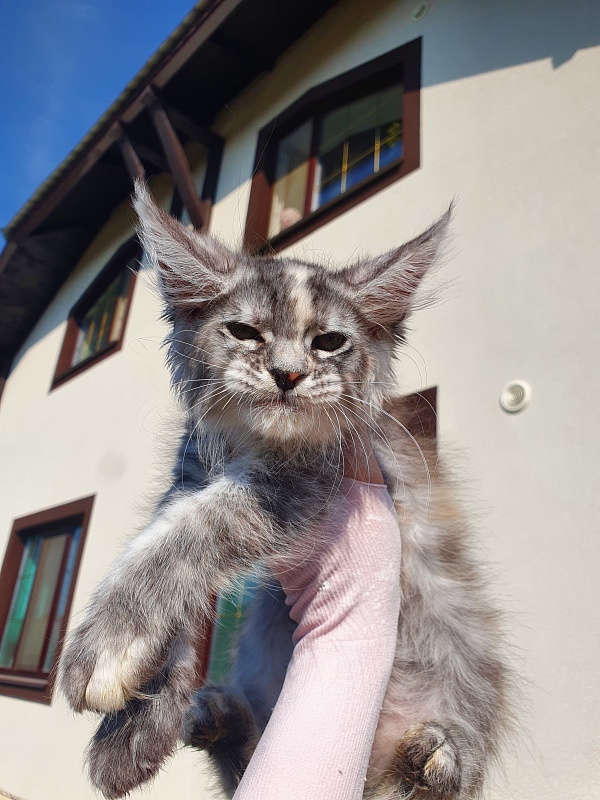 S*Romana Akbars - Kitten maine-coon 2 months 0.5 weeks