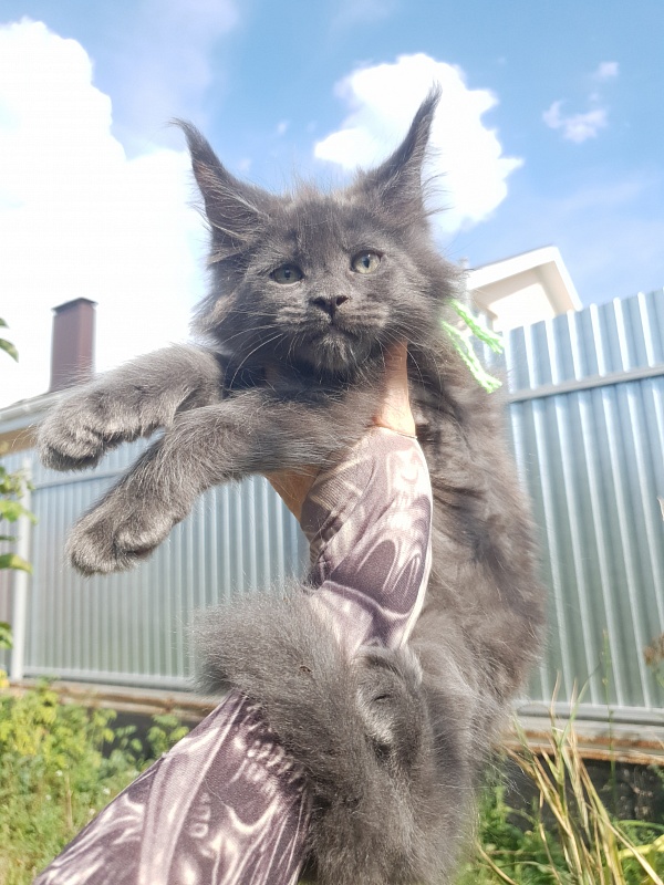 Quasar Akbars - Kitten maine-coon 2 months 1.5 week
