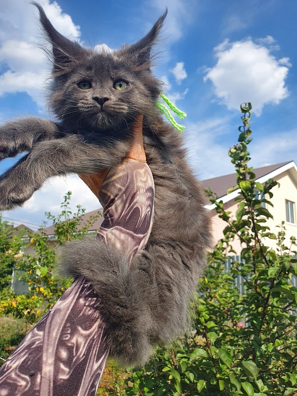 Quasar Akbars - Kitten maine-coon 2 months 1.5 week