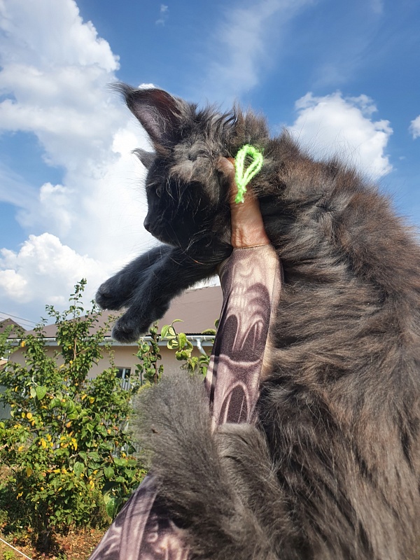 Quasar Akbars - Kitten maine-coon 2 months 1.5 week