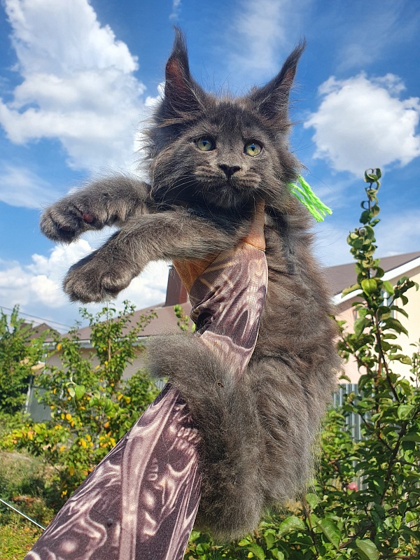 Quasar Akbars - Kitten maine-coon 2 months 1.5 week
