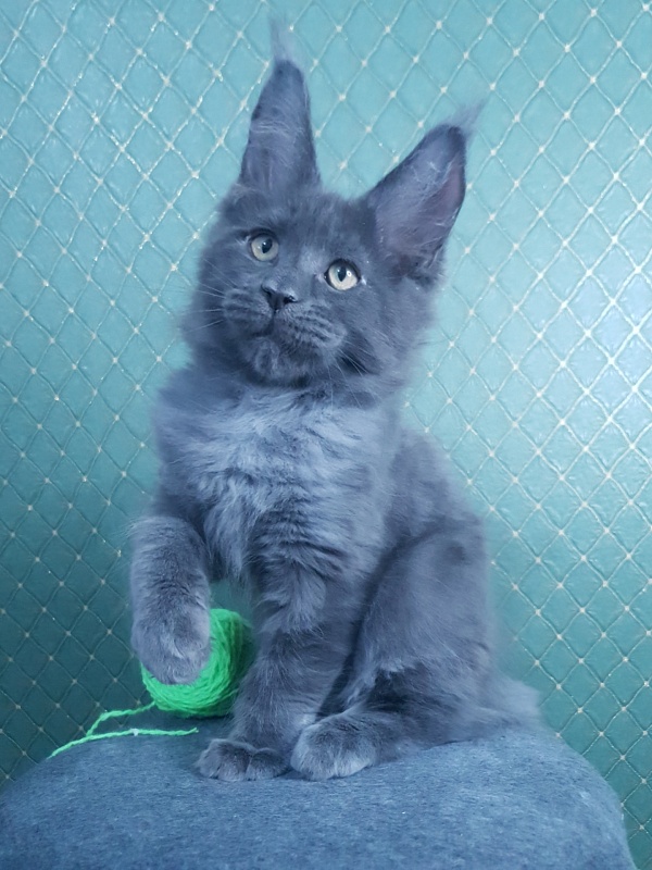 Quasar Akbars - Kitten maine-coon 3 months 0.5 weeks