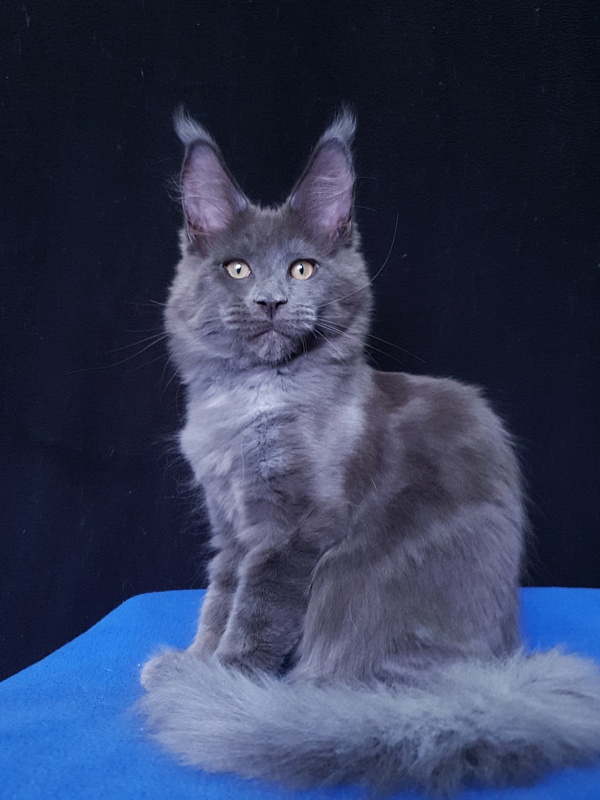 Quasar Akbars - Kitten maine-coon 3 months 3.5 weeks