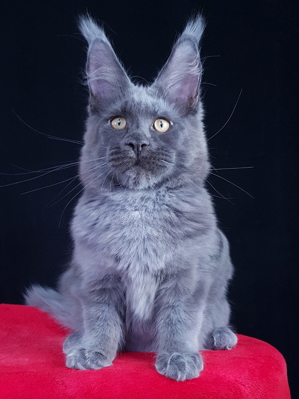 Quasar Akbars - Kitten maine-coon 4 months 4 weeks