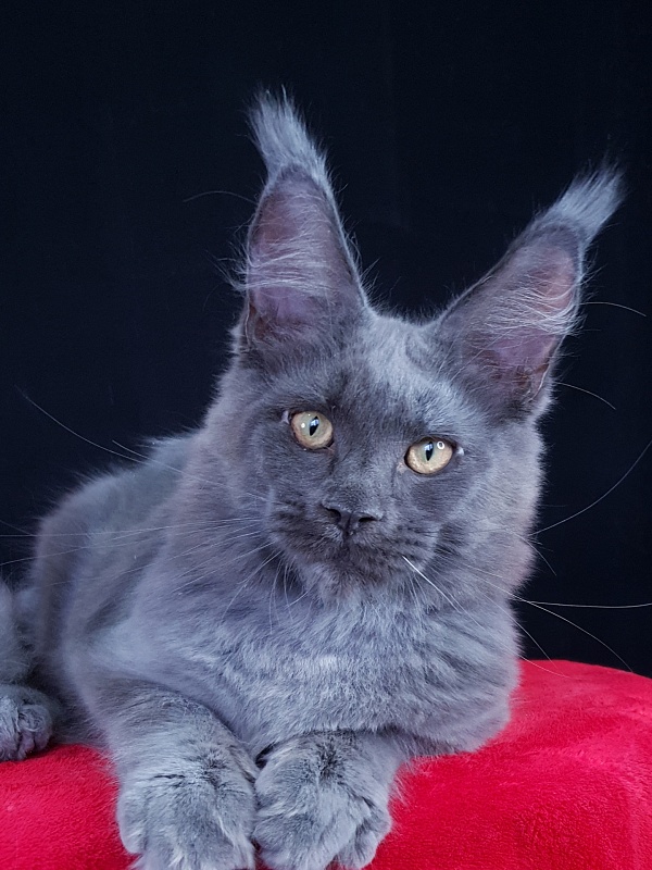 Quasar Akbars - Kitten maine-coon 4 months 4 weeks
