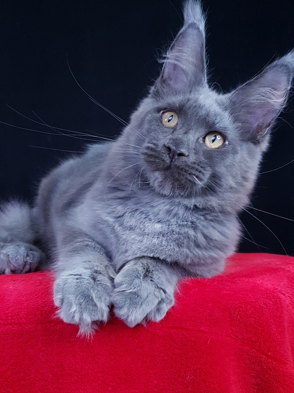 Quasar Akbars - Kitten maine-coon 4 months 4 weeks