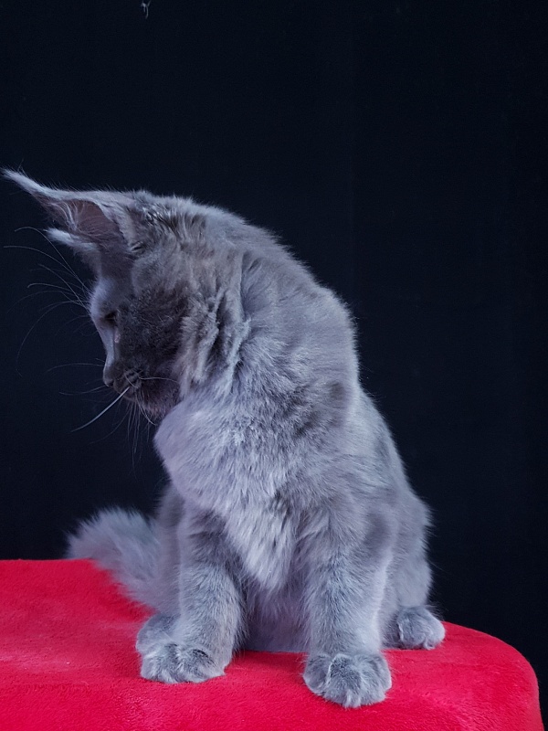 Quasar Akbars - Kitten maine-coon 4 months 4 weeks