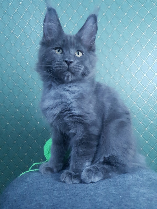 Quasar Akbars - Kitten maine-coon 3 months 0.5 weeks