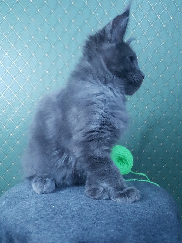 Quasar Akbars - Kitten maine-coon 3 months 0.5 weeks