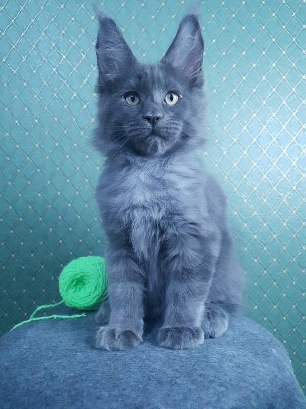Quasar Akbars - Kitten maine-coon 3 months 0.5 weeks