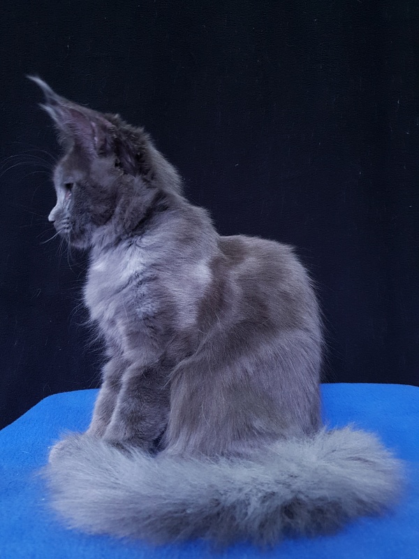 Quasar Akbars - Kitten maine-coon 3 months 3.5 weeks