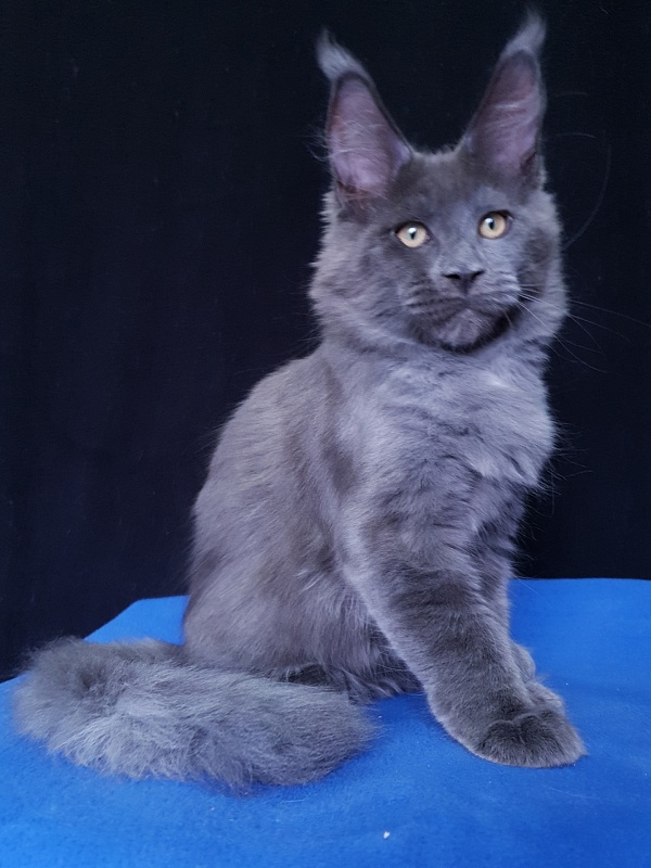 Quasar Akbars - Kitten maine-coon 3 months 3.5 weeks