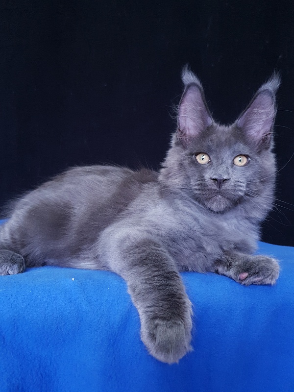 Quasar Akbars - Kitten maine-coon 3 months 3.5 weeks