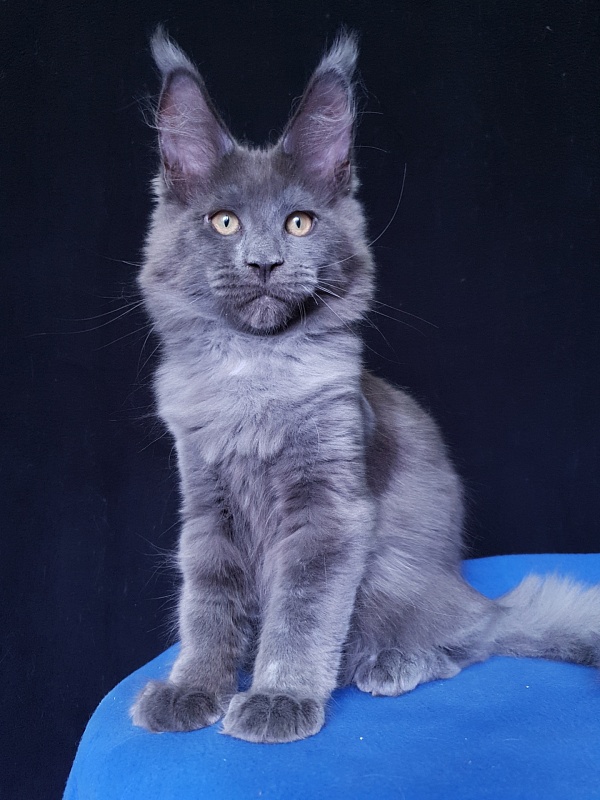 Quasar Akbars - Kitten maine-coon 3 months 3.5 weeks