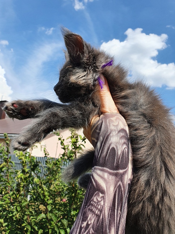 Quincy  Akbars - Kitten maine-coon 2 months 1.5 week