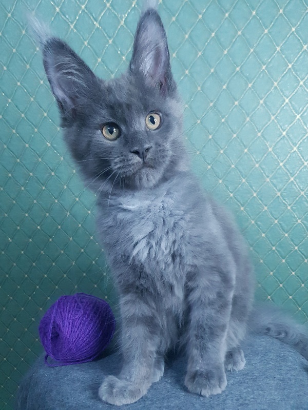 Quincy  Akbars - Kitten maine-coon 3 months 0.5 weeks