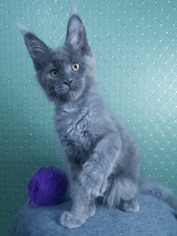 Quincy  Akbars - Kitten maine-coon 3 months 0.5 weeks