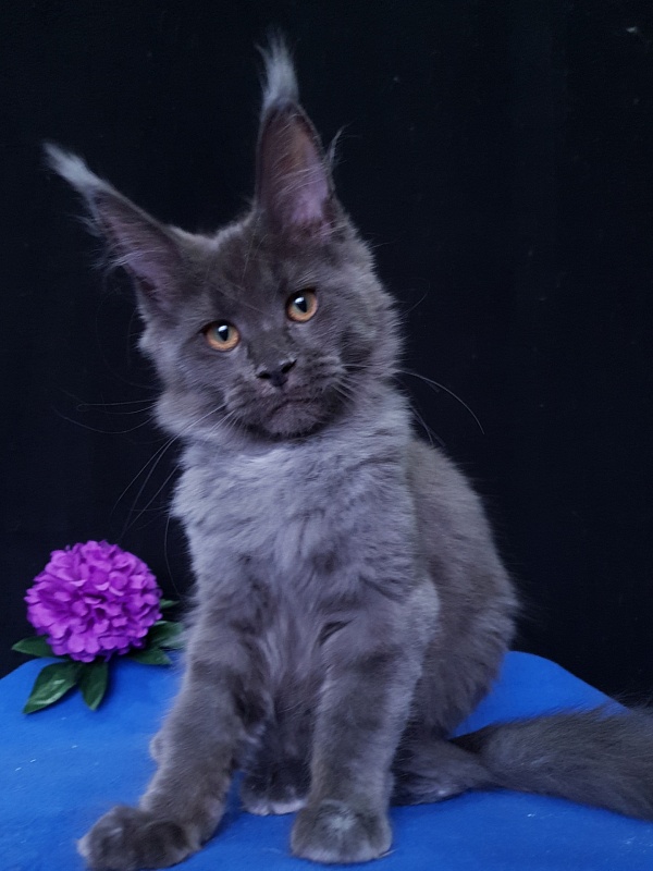 Quincy  Akbars - Kitten maine-coon 3 months 3.5 weeks