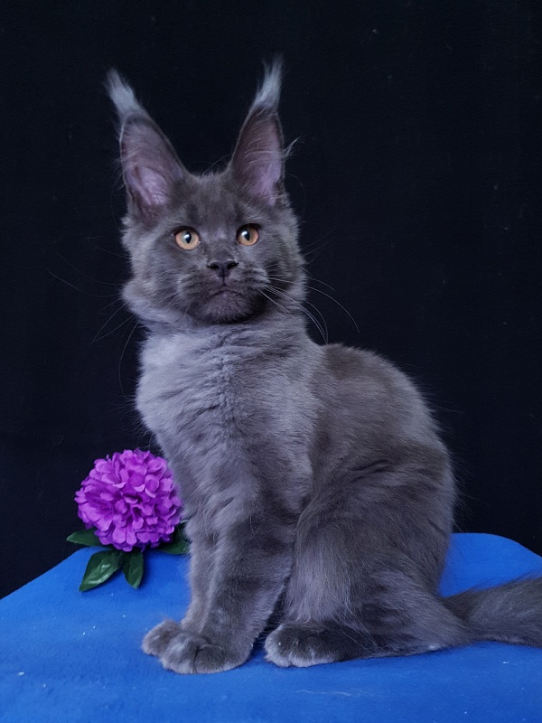 Quincy  Akbars - Kitten maine-coon 3 months 3.5 weeks