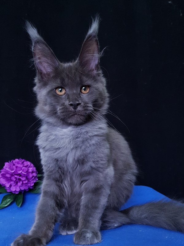 Quincy  Akbars - Kitten maine-coon 3 months 3.5 weeks