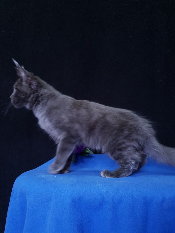 Quincy  Akbars - Kitten maine-coon 3 months 3.5 weeks