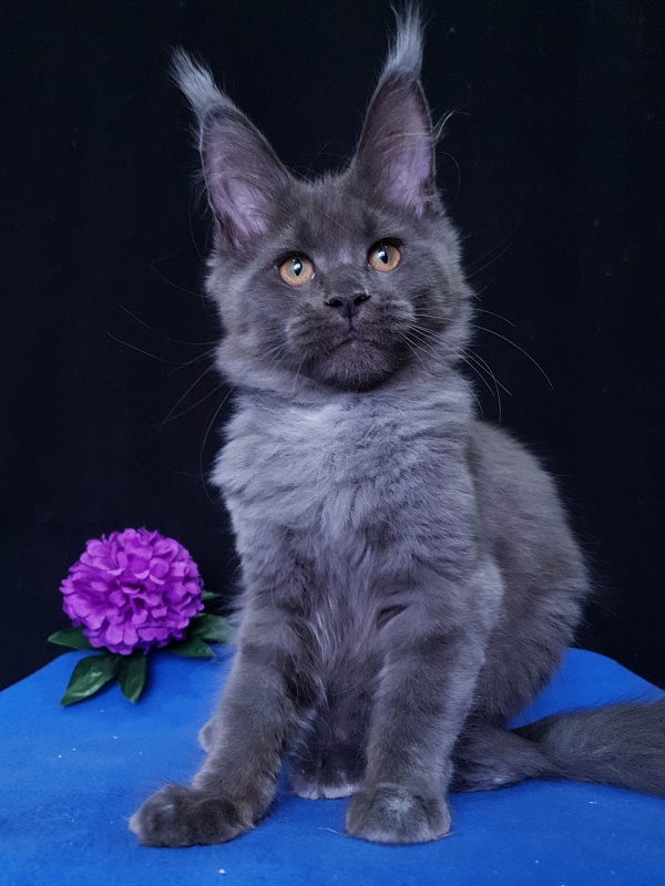 Quincy  Akbars - Kitten maine-coon 3 months 3.5 weeks