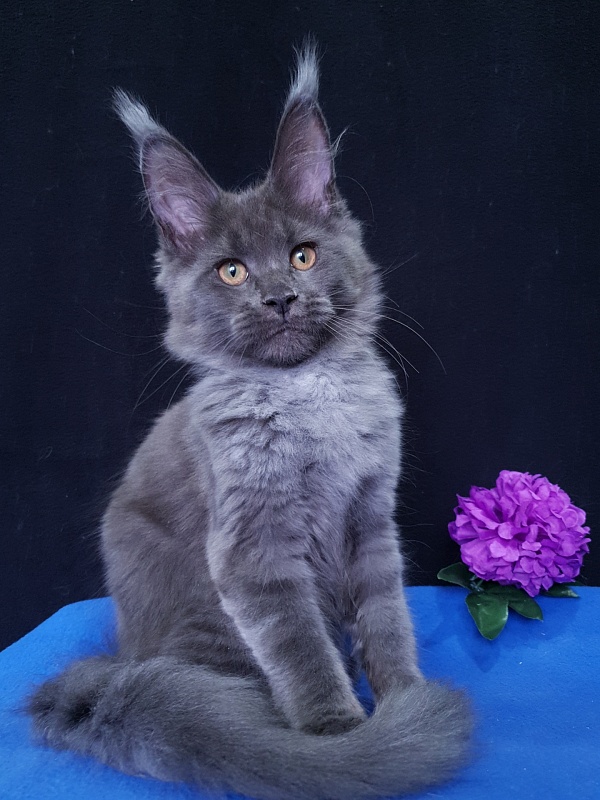 Quincy  Akbars - Kitten maine-coon 3 months 3.5 weeks