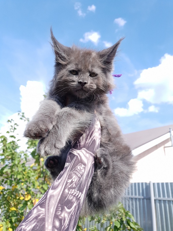 Quincy  Akbars - Kitten maine-coon 2 months 1.5 week