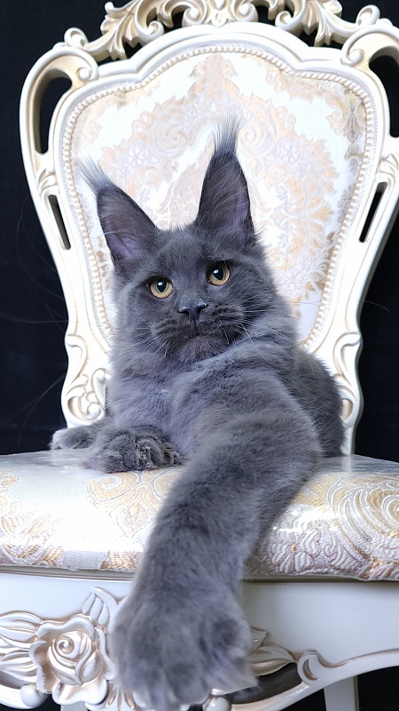 Quincy  Akbars - Kitten maine-coon 5 months 4 weeks