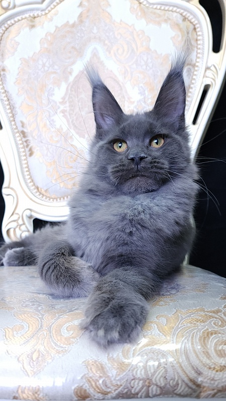 Quincy  Akbars - Kitten maine-coon 5 months 4 weeks