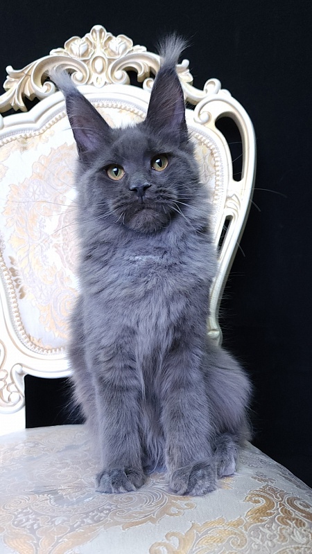 Quincy  Akbars - Kitten maine-coon 5 months 4 weeks