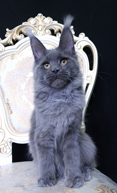 Quincy  Akbars - Kitten maine-coon 5 months 4 weeks