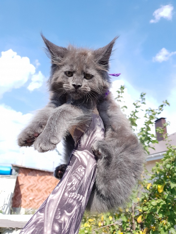 Quincy  Akbars - Kitten maine-coon 2 months 1.5 week