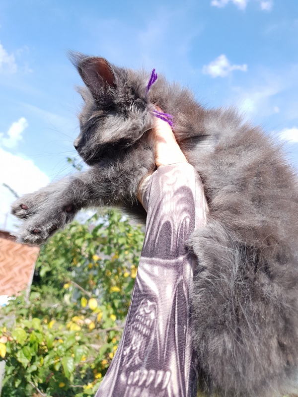 Quincy  Akbars - Kitten maine-coon 2 months 1.5 week