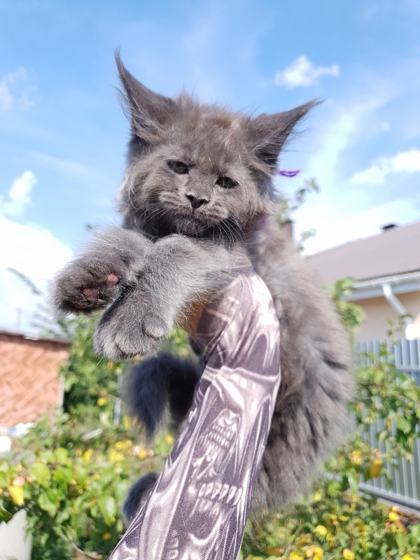 Quincy  Akbars - Kitten maine-coon 2 months 1.5 week