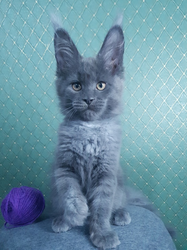 Quincy  Akbars - Kitten maine-coon 3 months 0.5 weeks