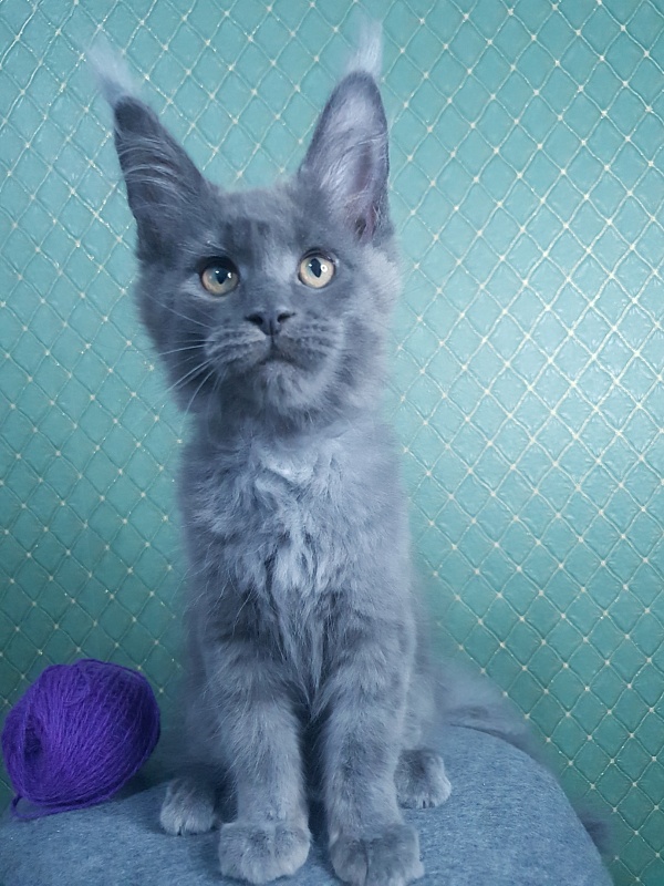 Quincy  Akbars - Kitten maine-coon 3 months 0.5 weeks