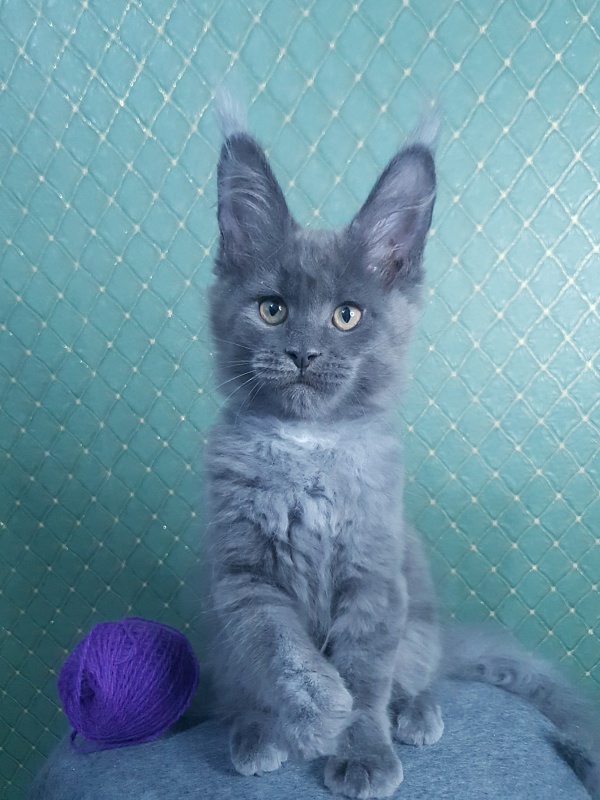 Quincy  Akbars - Kitten maine-coon 3 months 0.5 weeks