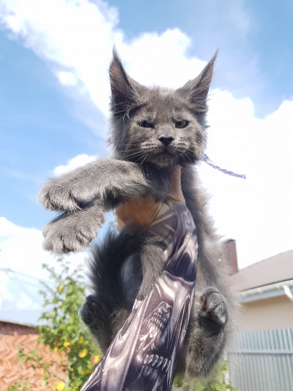 Queen Mia Akbars - Kitten maine-coon 2 months 1.5 week